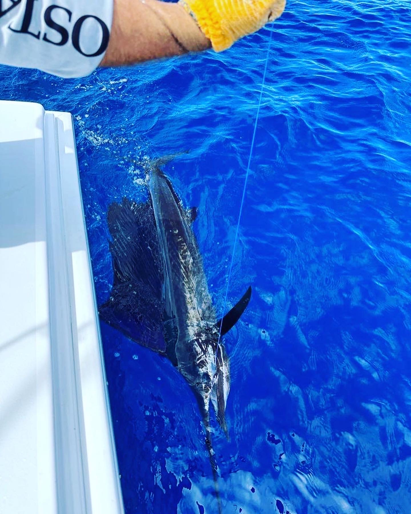 Sailfish Quepos Costa Rica Fishing